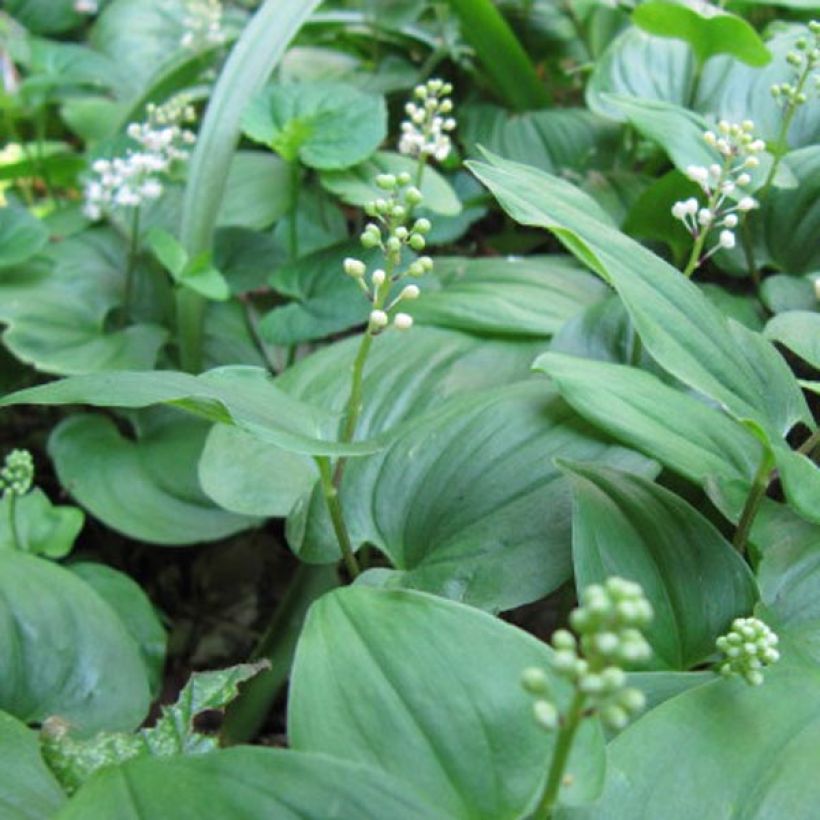 Maianthemum bifolium - Dalkruid (Bloei)