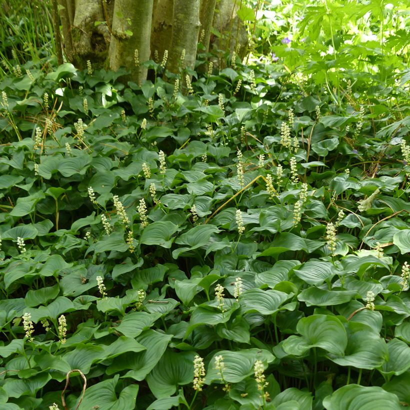 Maianthemum bifolium - Dalkruid (Groeiplaats)