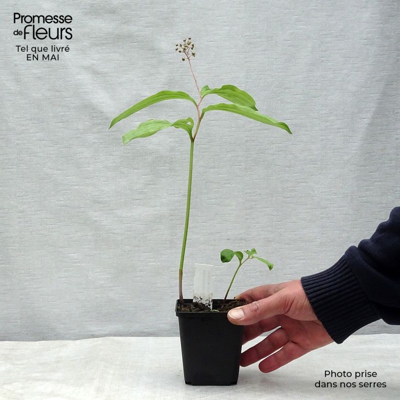 Exemplaar van Maianthemum bifolium - Dalkruid Kweekpotje van 8/9 cm zoals geleverd in de lente