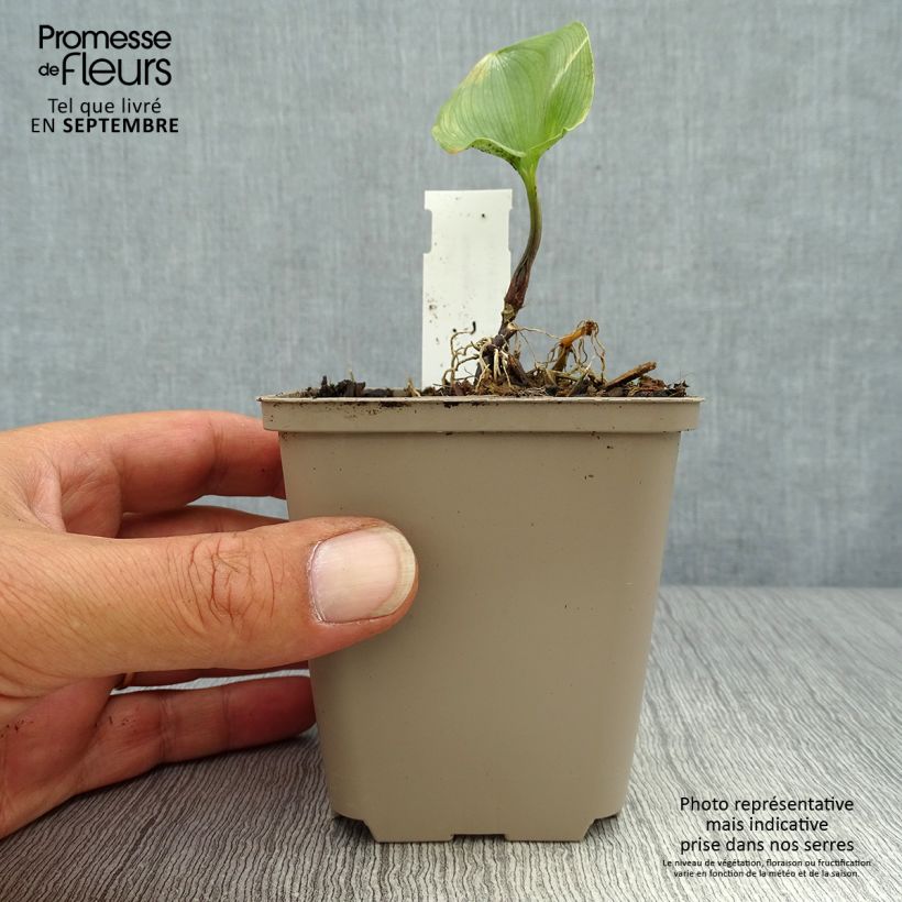 Exemplaar van Maianthemum kamtschaticum - Dalkruid Kweekpotje van 8/9 cm zoals geleverd in de herfst