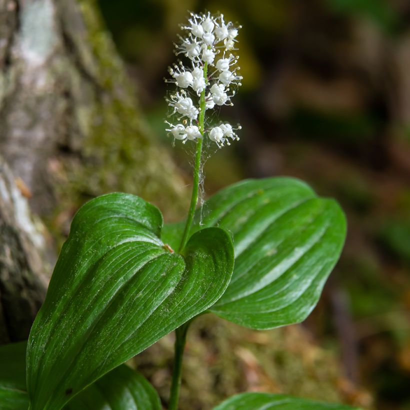 Maianthemum kamtschaticum - Dalkruid (Bloei)