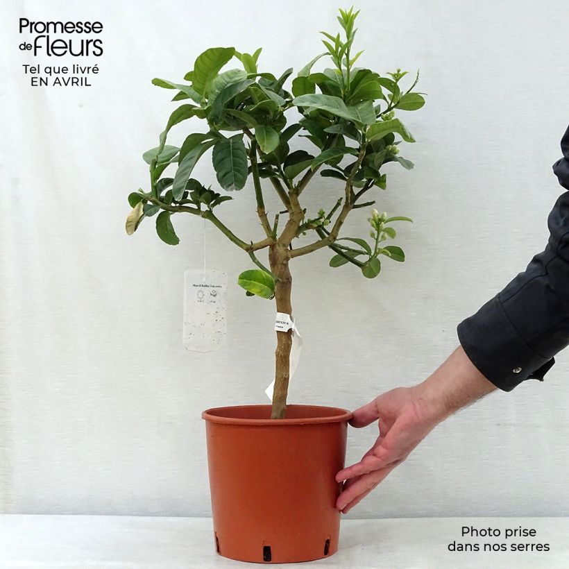 Exemplaar van Vingercitroen Boeddha's hand Pot van 4 l/5 l, Kwartstam zoals geleverd in de lente