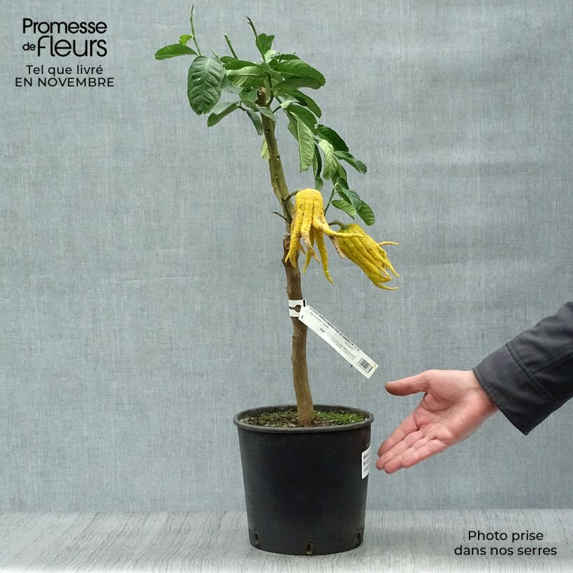 Exemplaar van Vingercitroen Boeddha's hand Pot van 4 l/5 l, Kwartstam zoals geleverd in de herfst