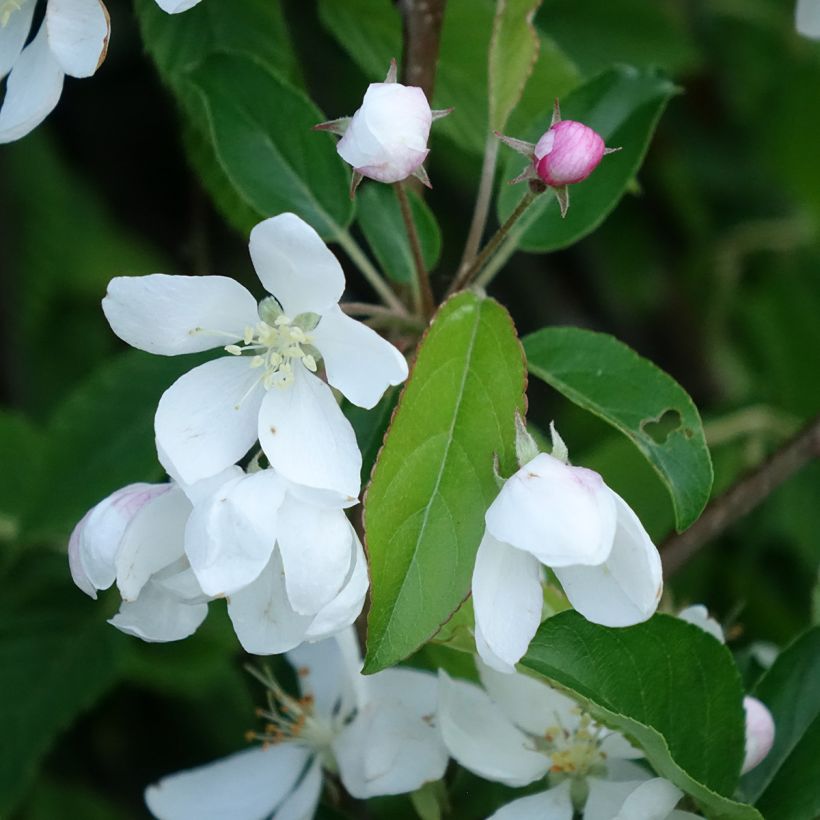 Malus Comtesse De Paris - Sierappel (Bloei)