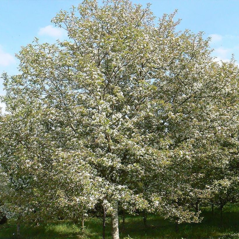 Malus Comtesse De Paris - Sierappel (Groeiplaats)