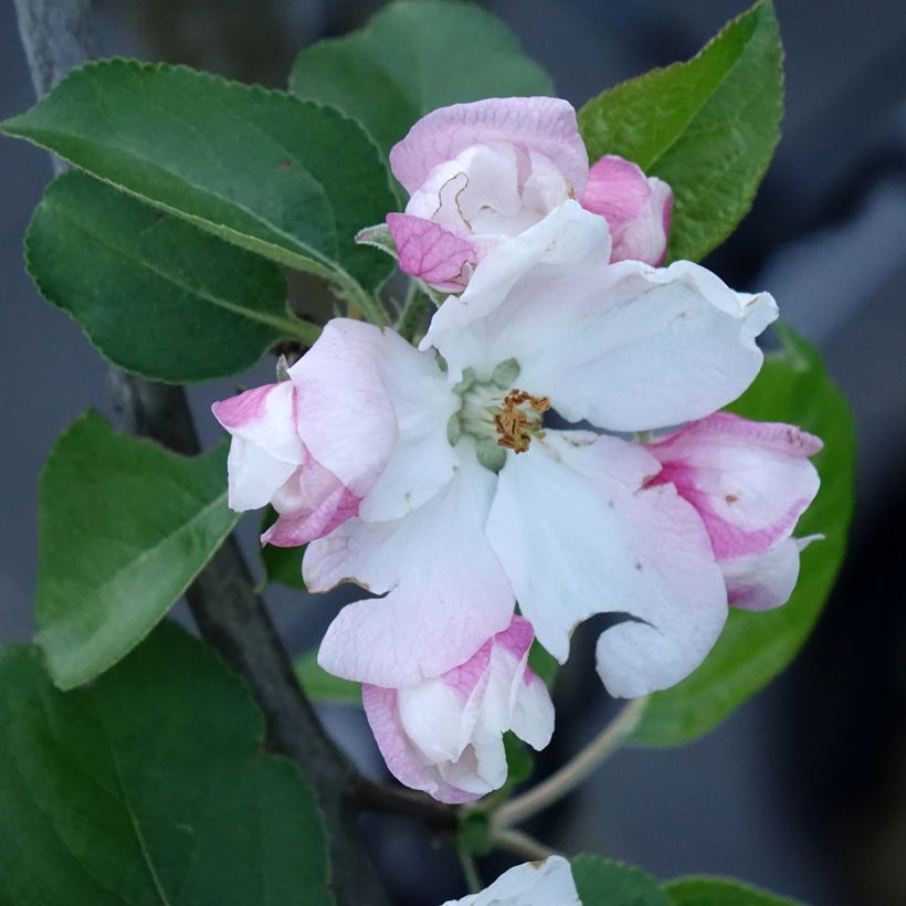 Appelboom Golden Noble (Bloei)