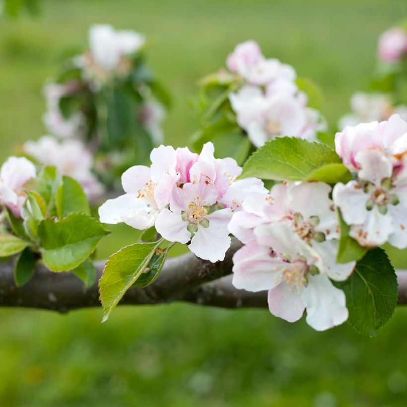 Appelboom Bramley's Seedling - Malus domestica (Bloei)