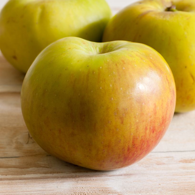 Appelboom Bramley's Seedling - Malus domestica (Oogst)