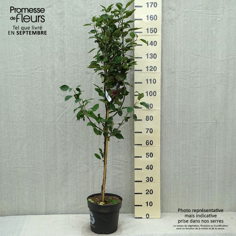 Exemplaar van Appelboom Ingrid Marie Pot van 7,5 l/10 l zoals geleverd in de herfst