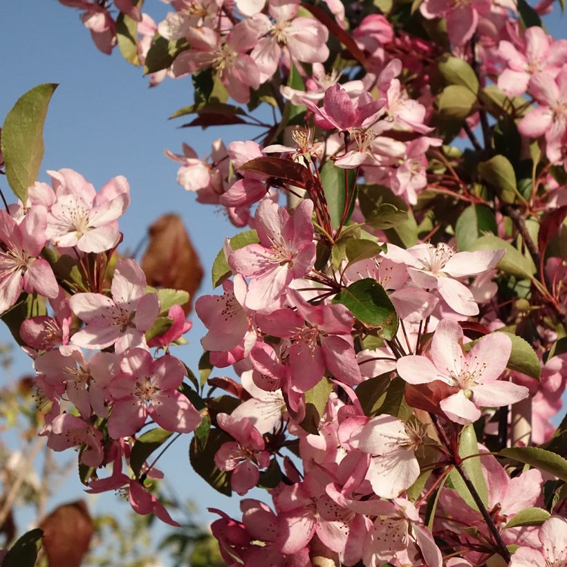 Malus purpurea Ola - Sierappel (Bloei)