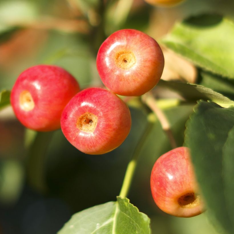 Malus Red Jewel - Sierappel (Oogst)