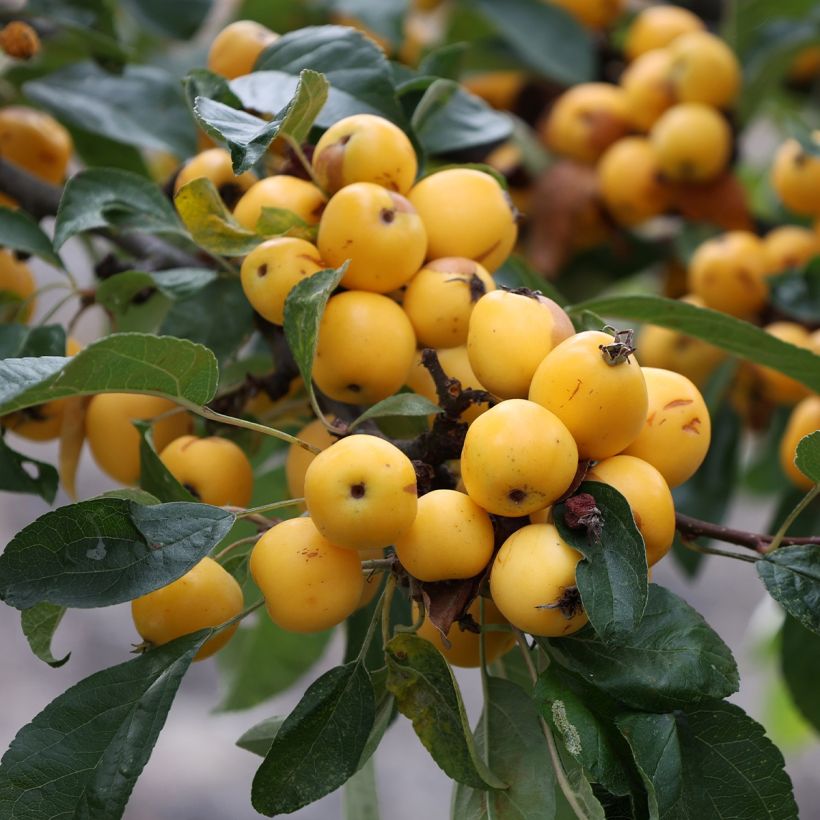 Malus robusta Yellow Siberian - Appelboom (Oogst)