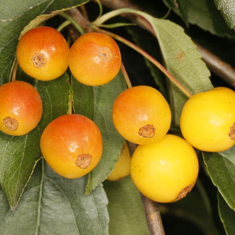 Malus sachalinensis Pendula - Appelboom (Oogst)