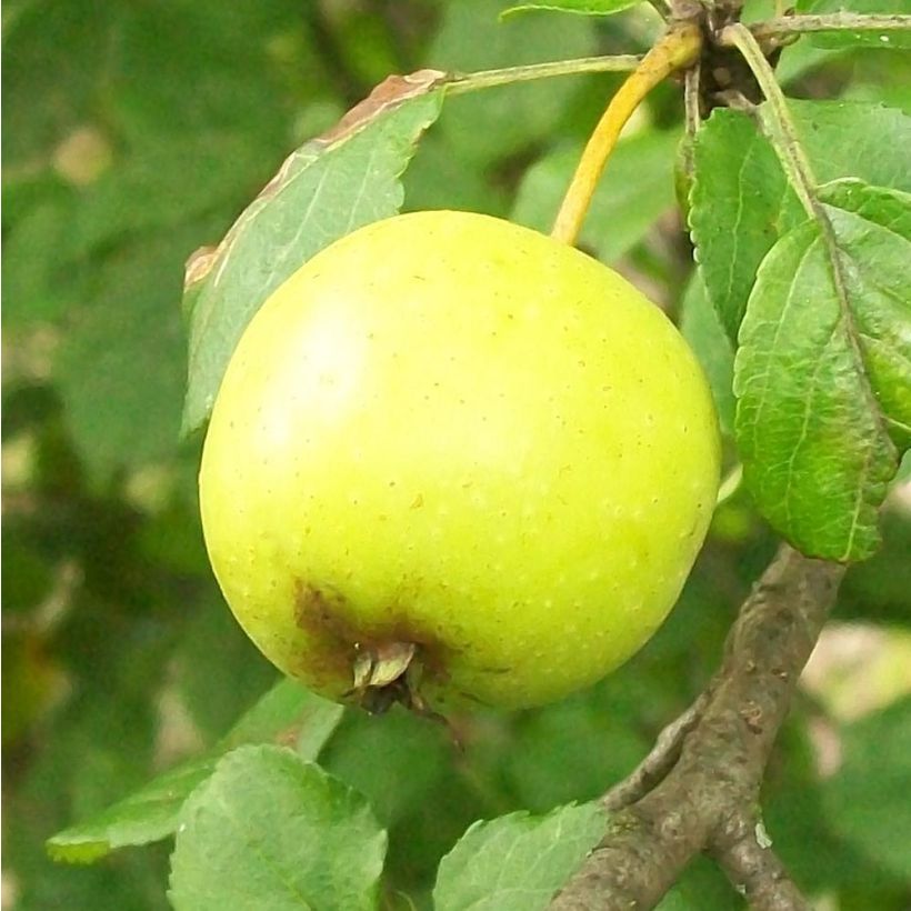 Malus sylvestris - Wilde appel (Oogst)