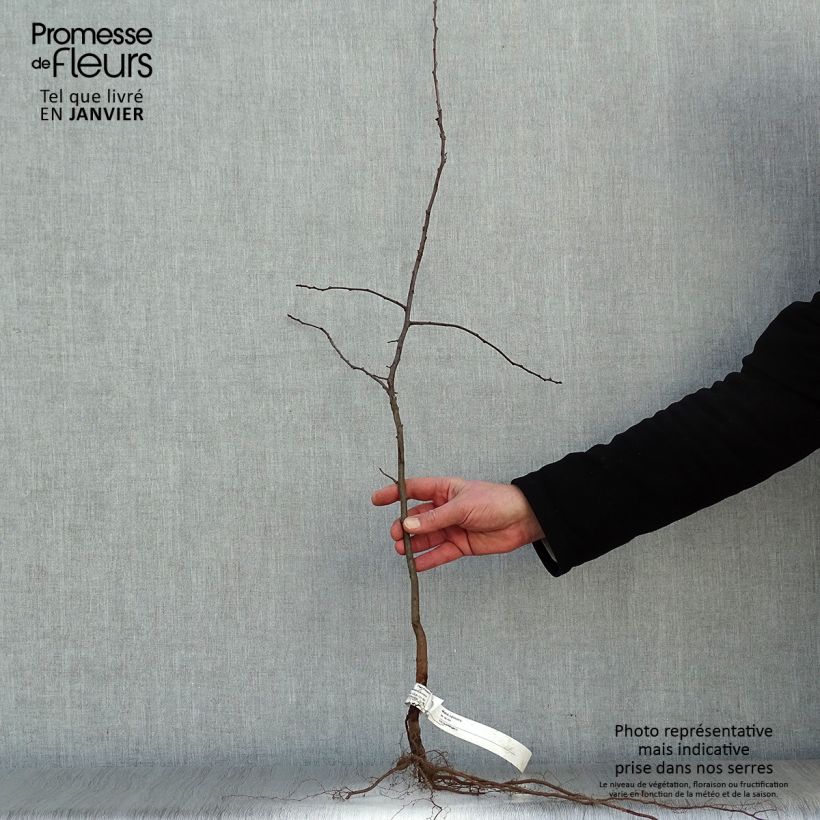 Exemplaar van Malus sylvestris - Wilde appel Naakte wortel zoals geleverd in de winter