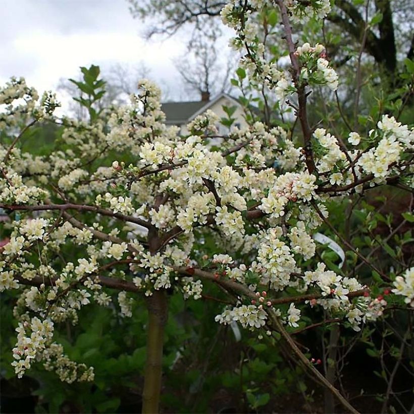Malus toringo Tina - Sierappel (Bloei)