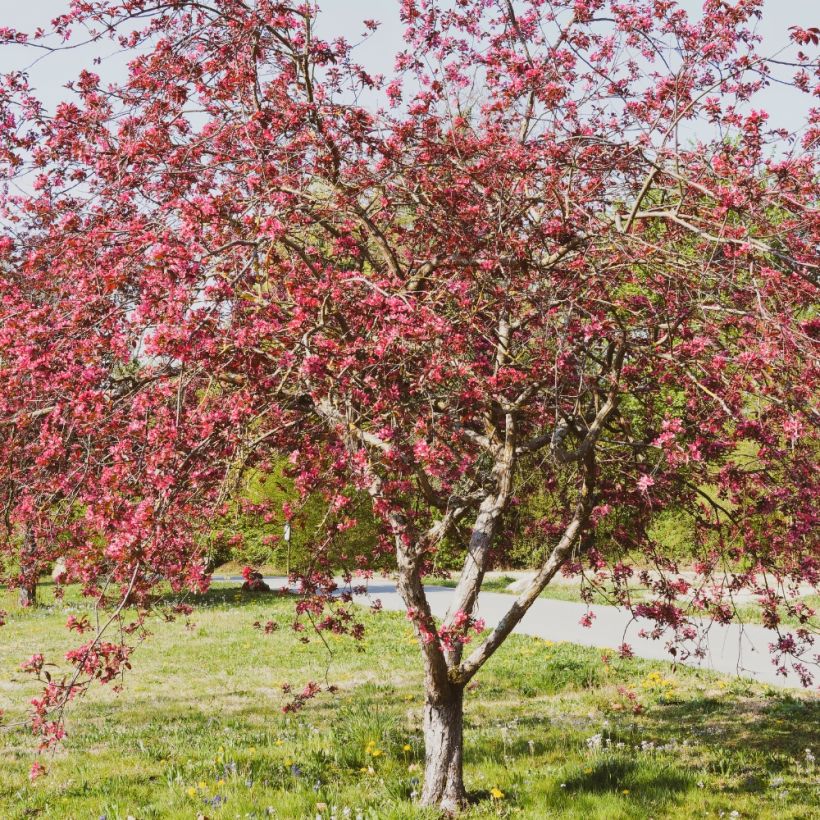 Malus Coccinella Courtarou - Sierappel (Plant habit)