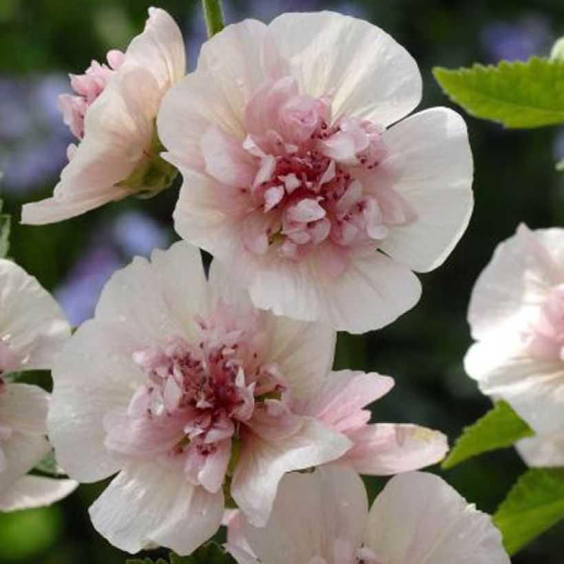 Alcea rosea Freedom - Stokroos (Groeiplaats)