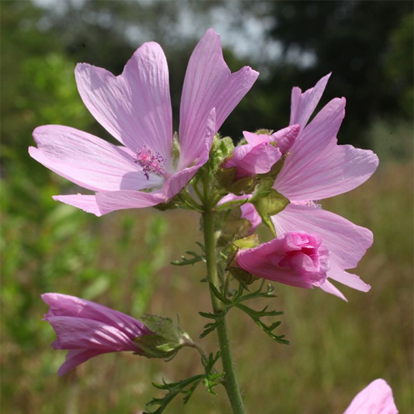 Malva moschata Rosea - Muskuskaasjeskruid (Flowering)