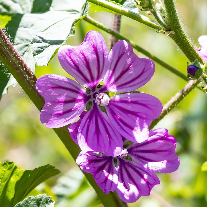 Malva sylvestris Zebrina Blue - Groot kaasjeskruid (Bloei)