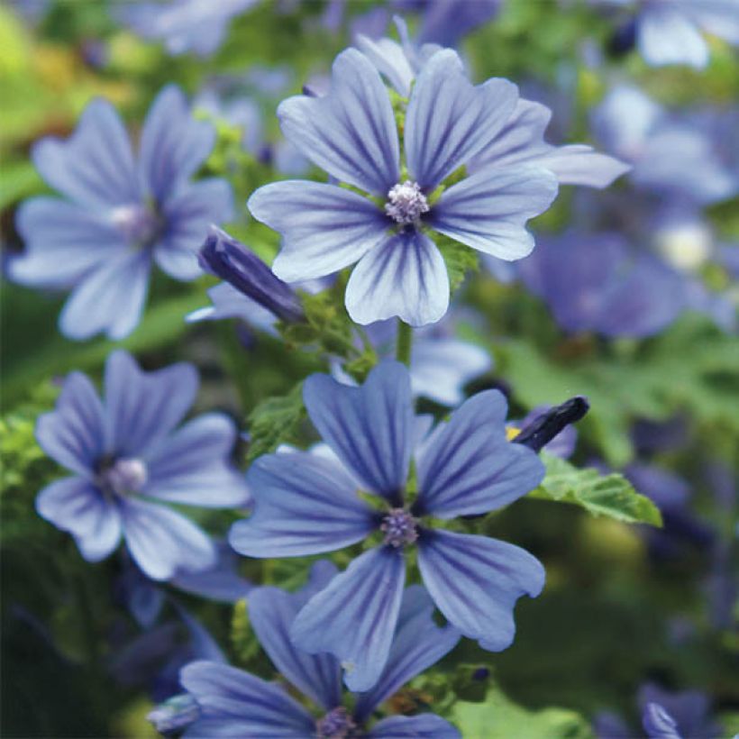 Malva sylvestris Primley Blue - Groot kaasjeskruid (Bloei)