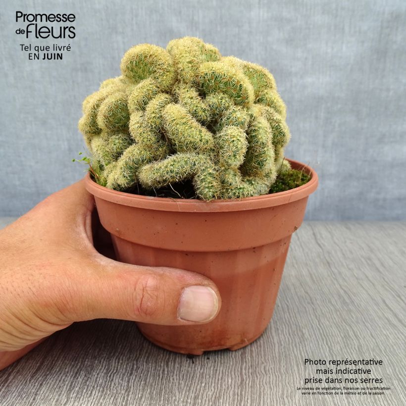 Exemplaar van Mammillaria elongata Cristata - Tepelcactus Pot van 12 cm / 13 cm zoals geleverd in de zomer