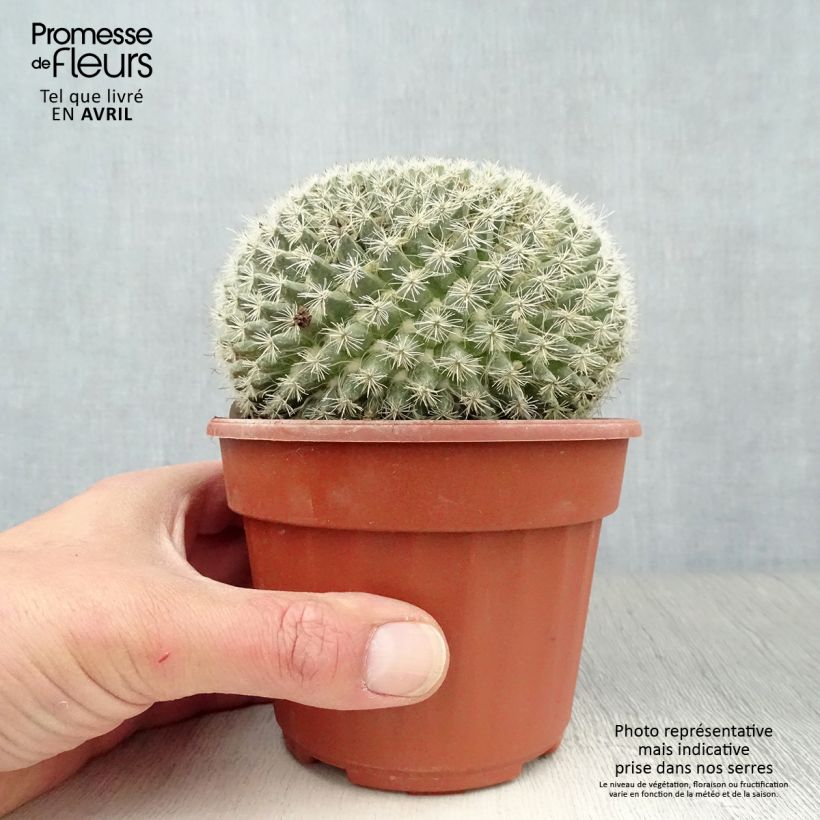 Exemplaar van Mammillaria perbella - Tepelcactus Pot van 12 cm / 13 cm zoals geleverd in de lente