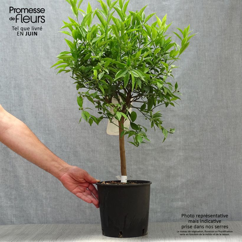 Exemplaar van Mandarijn - Citrus × deliciosa Pot van 4 l/5 l, Kwartstam zoals geleverd in de zomer