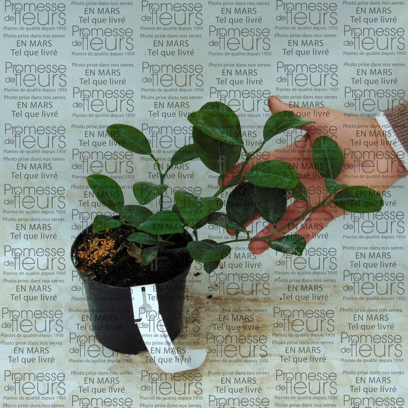 Voorbeeld van een exemplaar van Mandarijn Keraji Pot van 1 l/1,5 l, Struik zoals geleverd