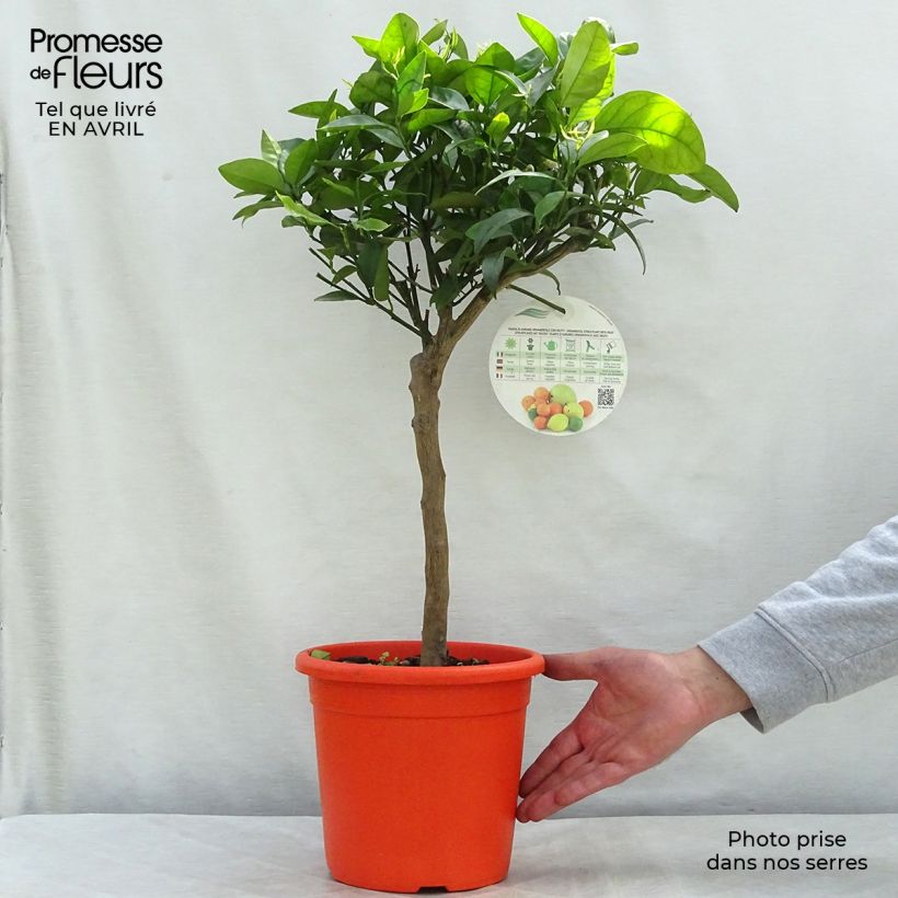 Example of Satsuma mandarijn Pot van 4 l/5 l, Kwartstam as you get in printemps