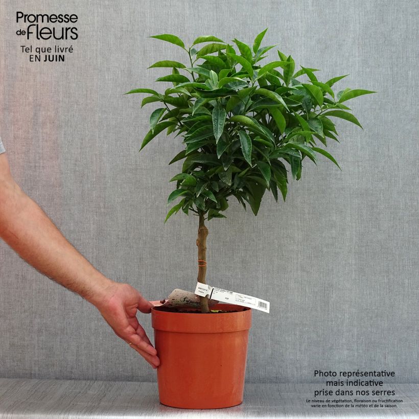 Exemplaar van Satsuma mandarijn Pot van 4 l/5 l, Kwartstam zoals geleverd in de zomer