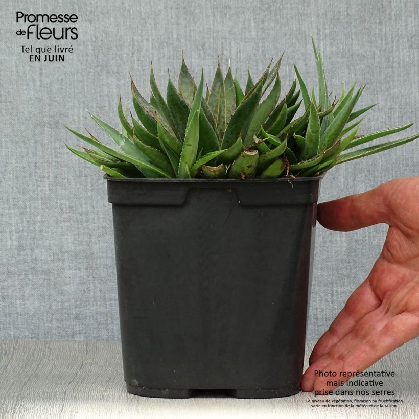 Exemplaar van Mangave Bloodspot Pot van 3 l/4 l zoals geleverd in de zomer