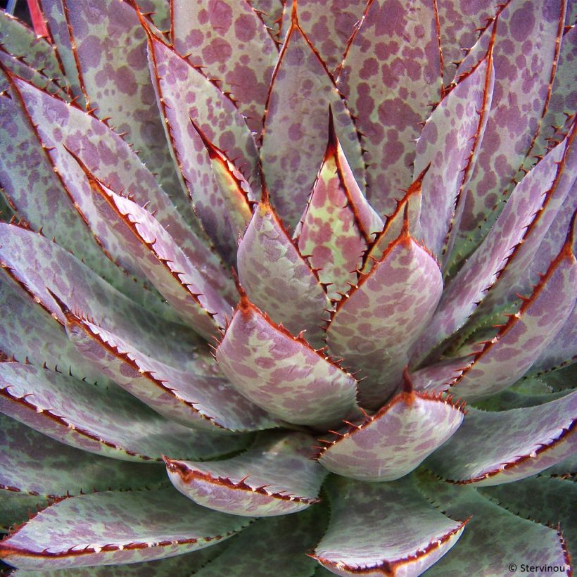 Mangave Bloodspot (Blad)