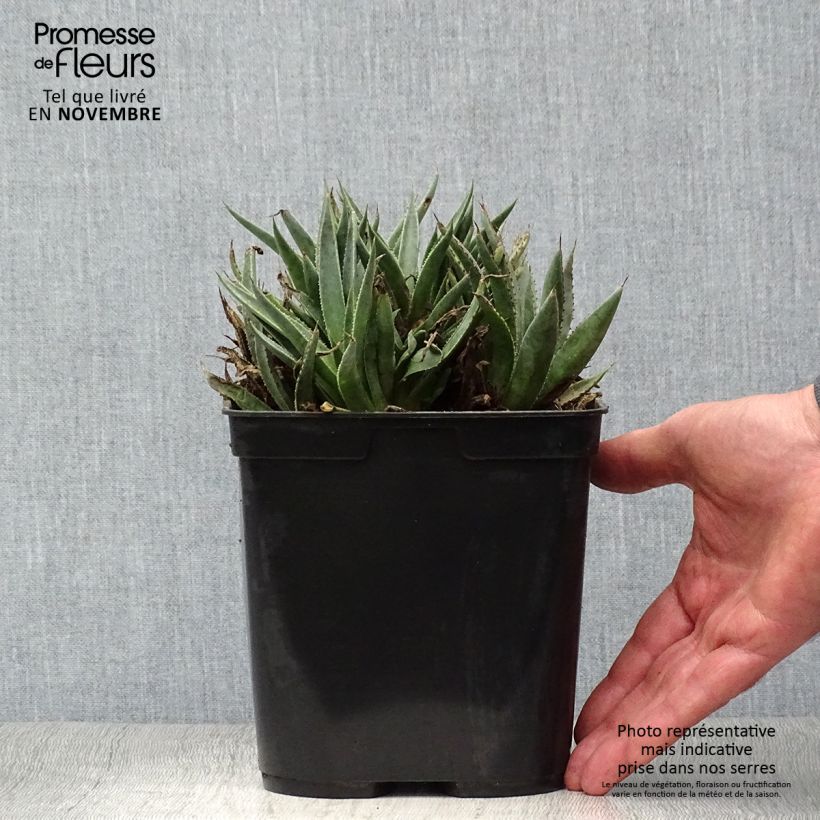 Exemplaar van Mangave Bloodspot Pot van 3 l/4 l zoals geleverd in de herfst
