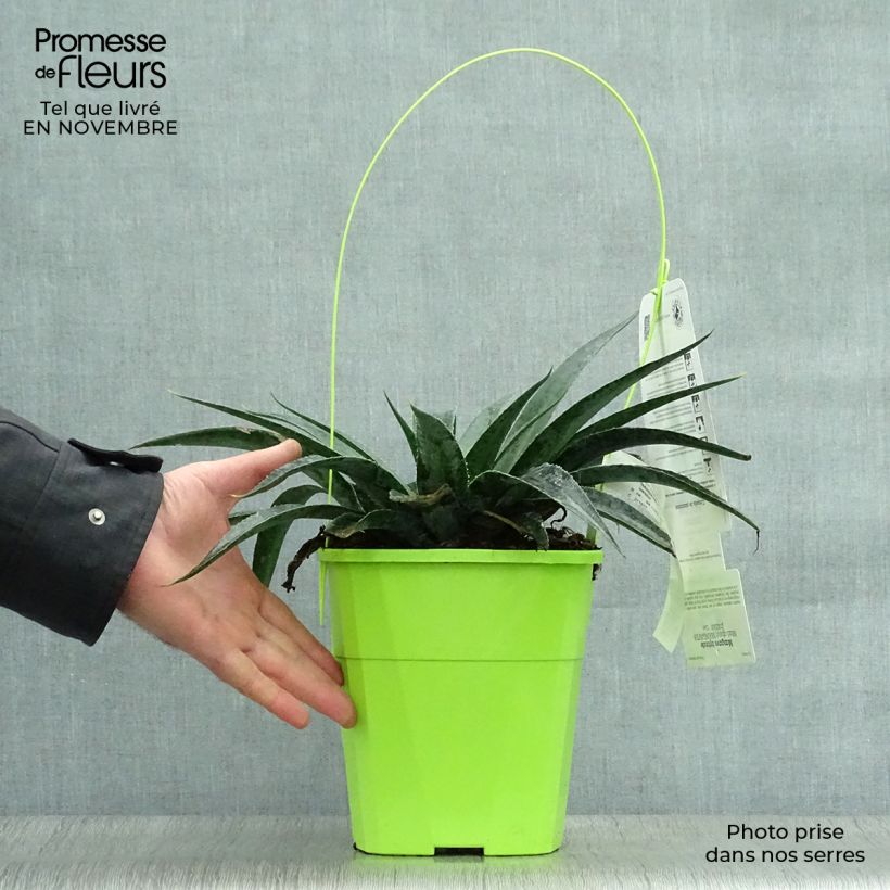 Exemplaar van Mangave Inkblot Pot van 3 l/4 l zoals geleverd in de herfst