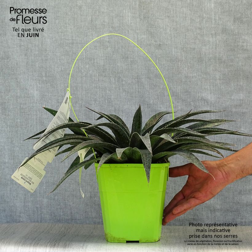 Exemplaar van Mangave Inkblot Pot van 3 l/4 l zoals geleverd in de zomer