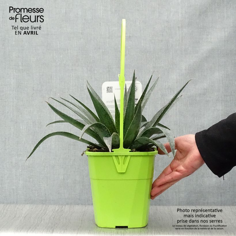 Exemplaar van Mangave Inkblot Pot van 3 l/4 l zoals geleverd in de lente