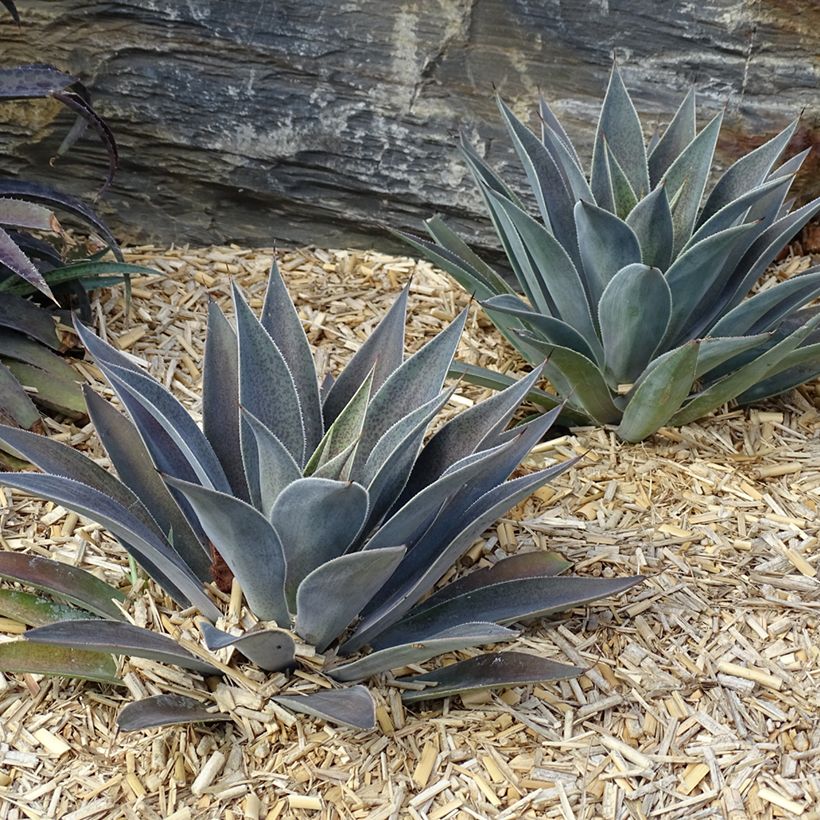 Mangave Lavender Lady (Groeiplaats)