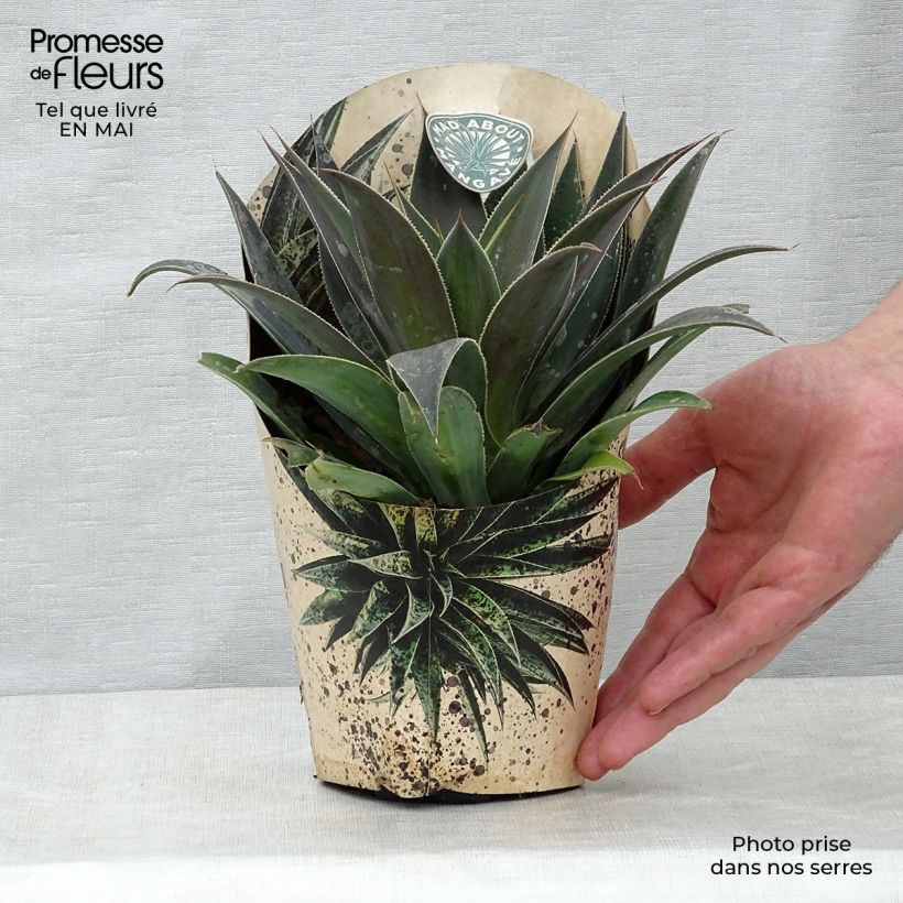 Exemplaar van Mangave Lavender Lady Pot van 1 l/1,5 l zoals geleverd in de lente