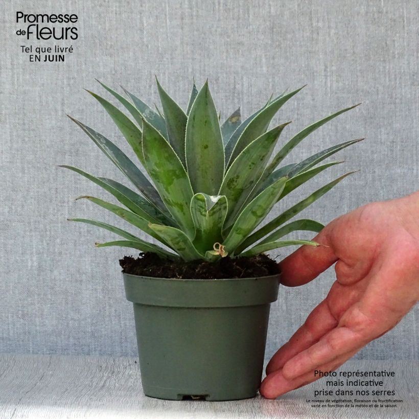 Exemplaar van Mangave Lavender Lady Pot van 1 l/1,5 l zoals geleverd in de zomer