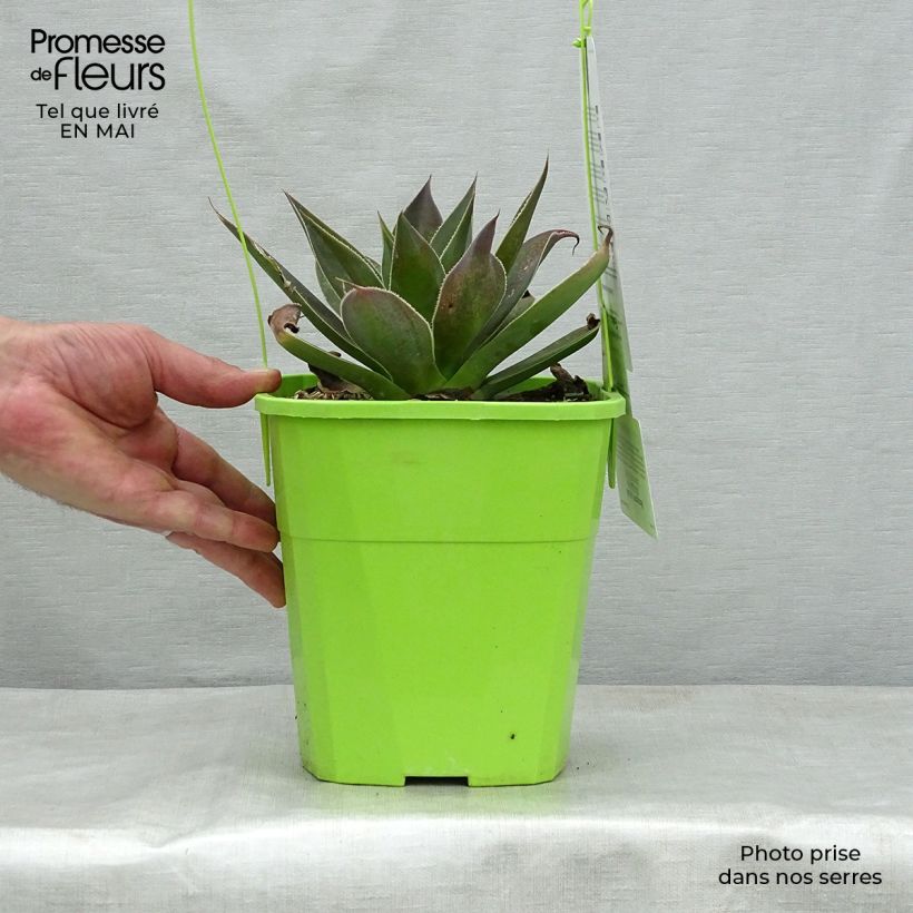 Exemplaar van Mangave Lavender Lady Pot van 3 l/4 l zoals geleverd in de lente