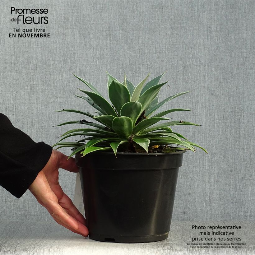 Exemplaar van Mangave Lavender Lady Pot van 3 l/4 l zoals geleverd in de herfst