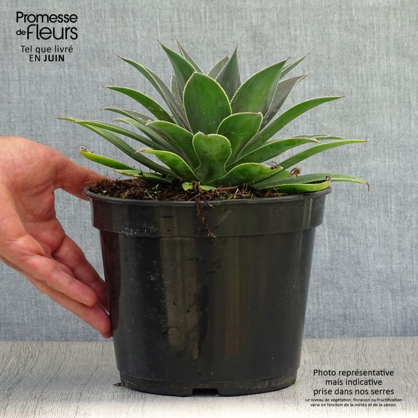 Exemplaar van Mangave Lavender Lady Pot van 3 l/4 l zoals geleverd in de zomer