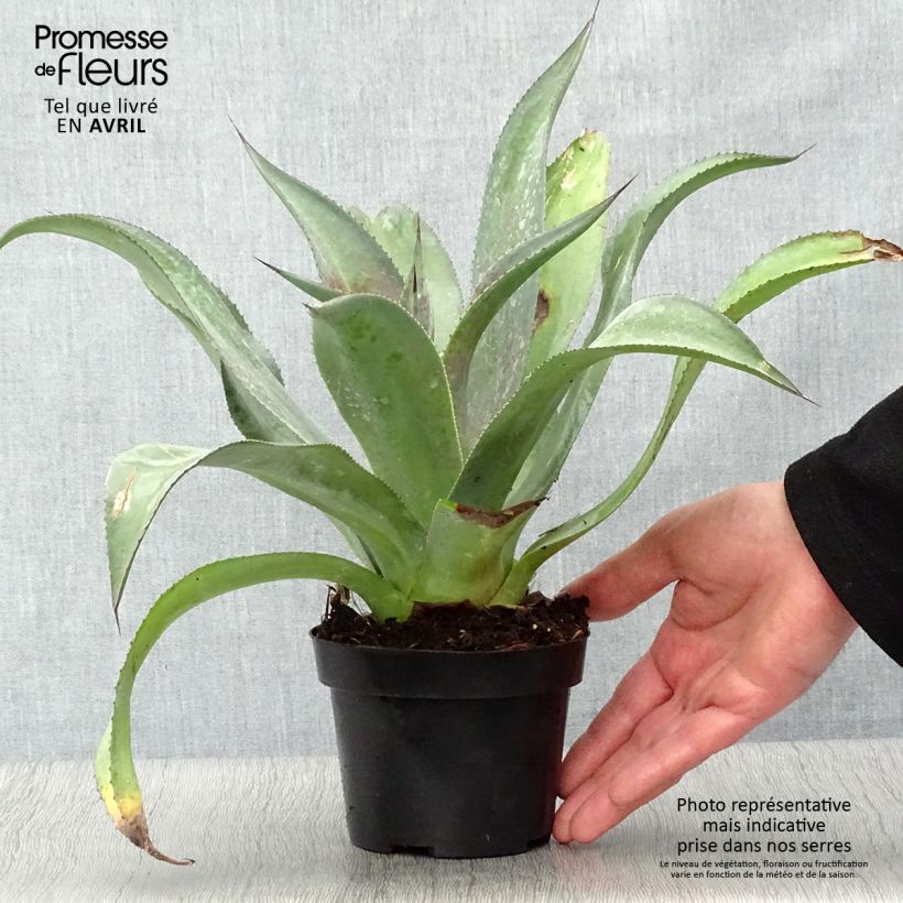 Exemplaar van Mangave Mission to Mars Pot van 1 l/1,5 l zoals geleverd in de lente