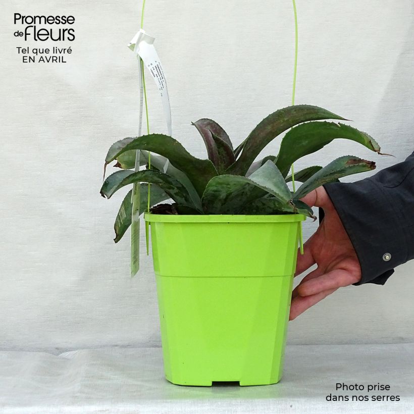 Exemplaar van Mangave Mission to Mars Pot van 4 l/5 l zoals geleverd in de lente