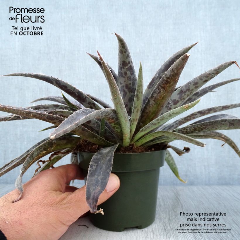 Exemplaar van Mangave Moonglow Pot van 1 l/1,5 l zoals geleverd in de herfst