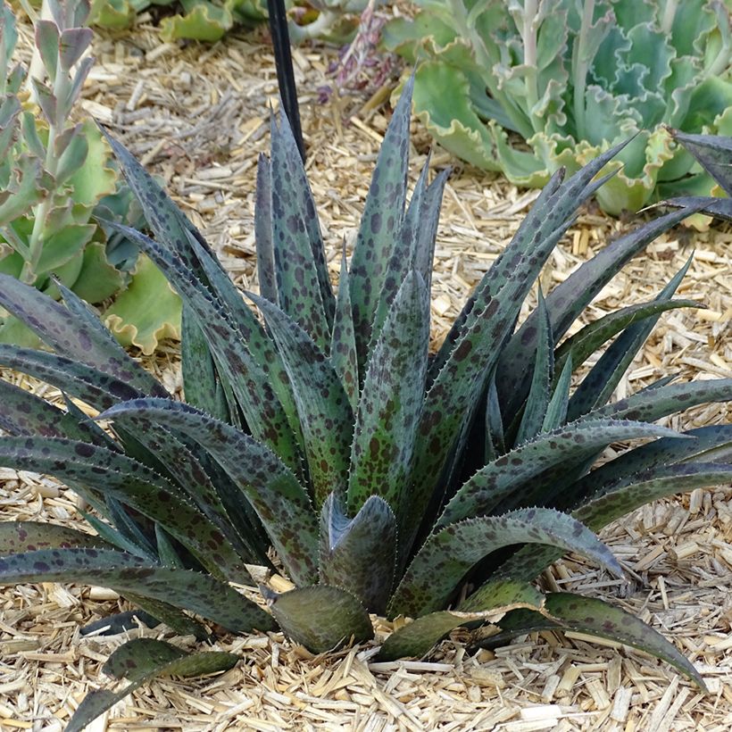 Mangave Pineapple Express (Groeiplaats)