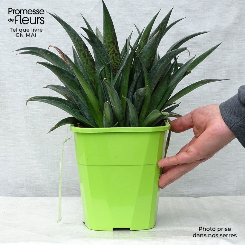 Exemplaar van Mangave Pineapple Express Pot van 3 l/4 l zoals geleverd in de lente