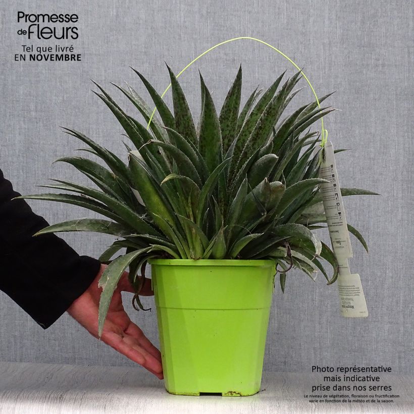 Exemplaar van Mangave Pineapple Express Pot van 3 l/4 l zoals geleverd in de herfst