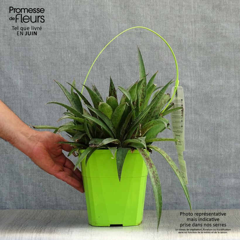 Exemplaar van Mangave Pineapple Express Pot van 3 l/4 l zoals geleverd in de zomer